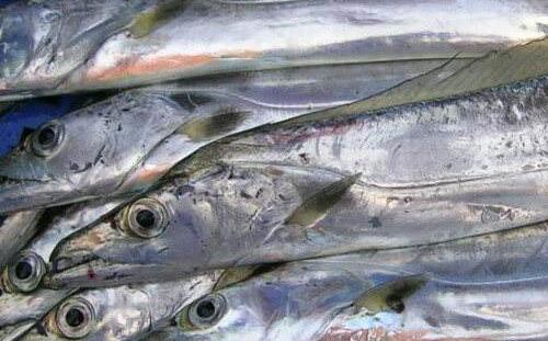 海鮮大禮包野生帶魚和養(yǎng)殖帶魚有區(qū)別嗎？
